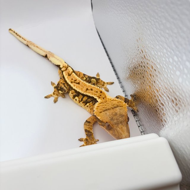 트라이 익스트림할리퀸 화이트포트홀