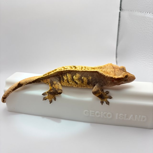 트라이 익스트림할리퀸