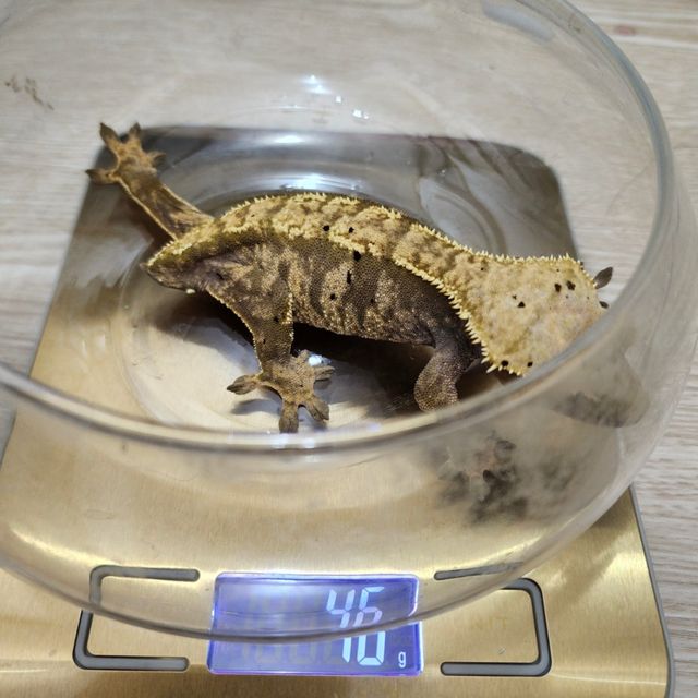 노멀 익스트림할리퀸