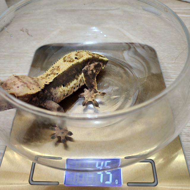 노멀 익스트림할리퀸