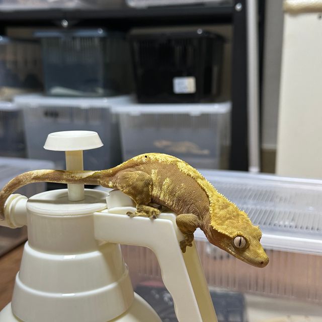 100%헷아잔틱