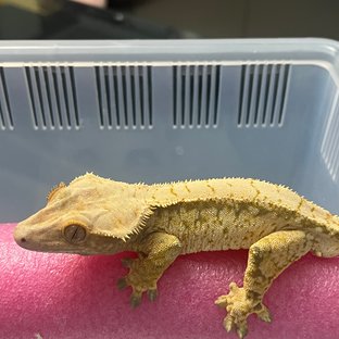 익스트림할리퀸 트라이