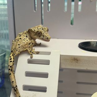 슈퍼달마시안
