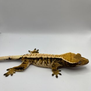 익스트림할리퀸