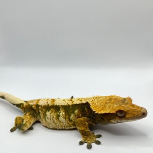 익스트림할리퀸