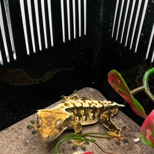 트라이 익스트림할리퀸