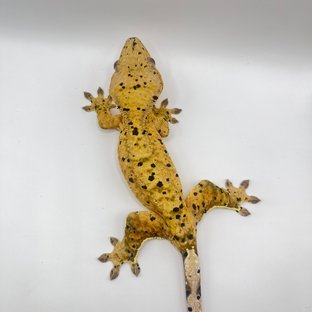 슈퍼달마시안