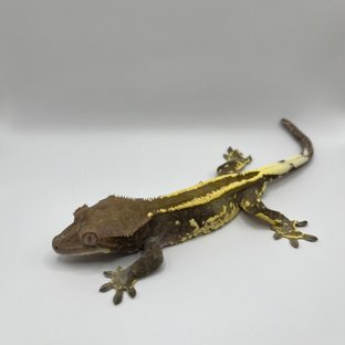 세이블