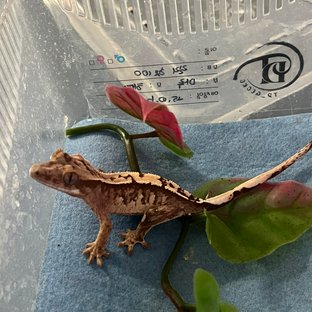 노멀 100%헷아잔틱