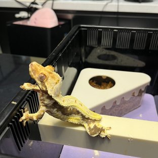 릴리100%헷아잔틱