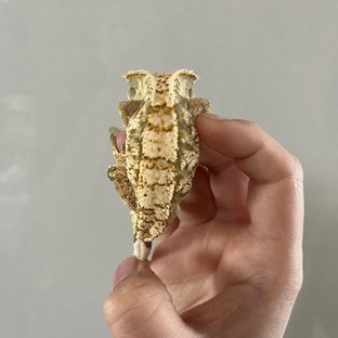 트라이 익스트림할리퀸