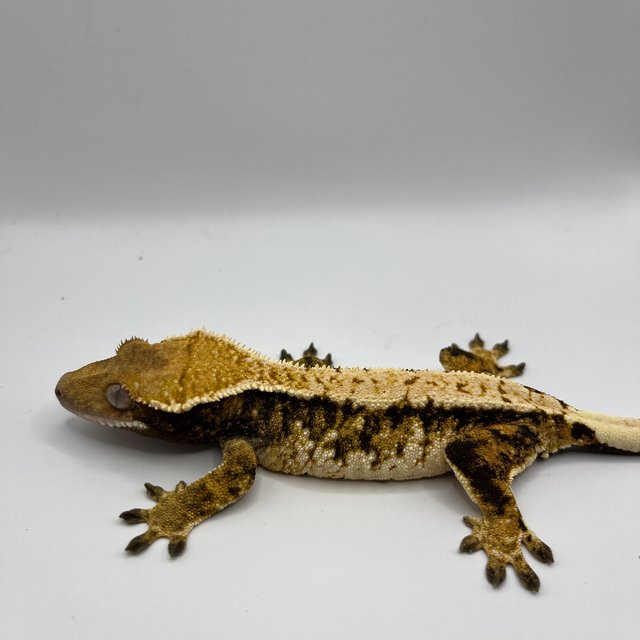 익스트림할리퀸