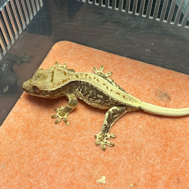 릴리100%헷아잔틱