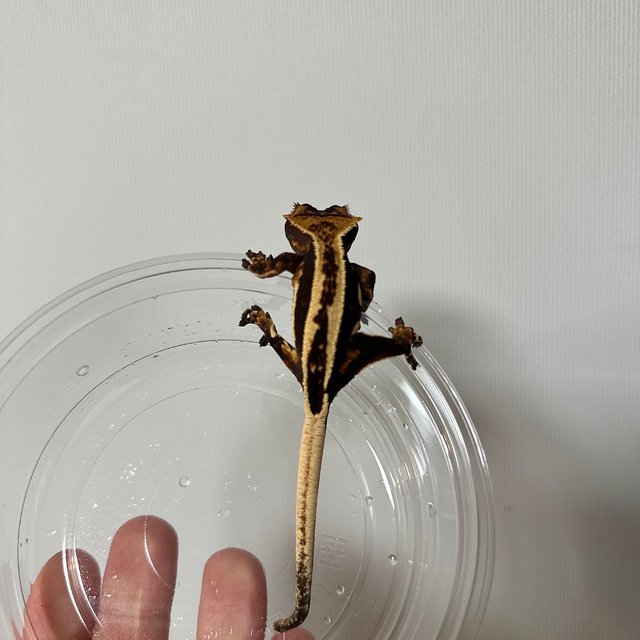 엠티백 슈퍼스트라이프