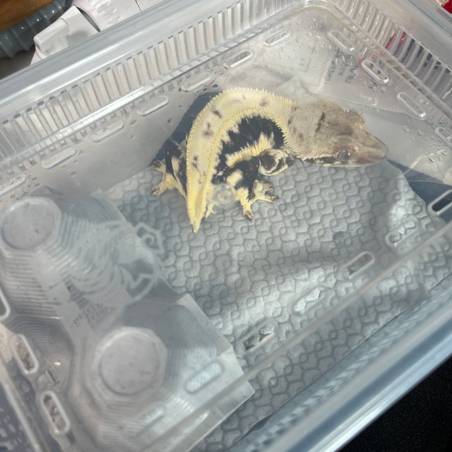 릴리100%헷아잔틱