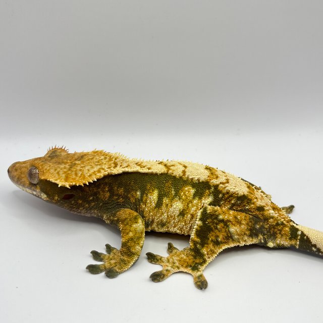 익스트림할리퀸