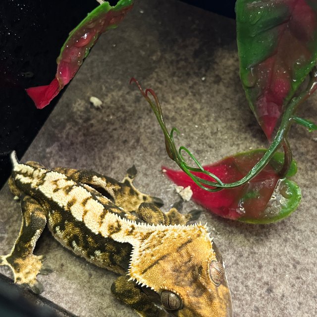 트라이 익스트림할리퀸