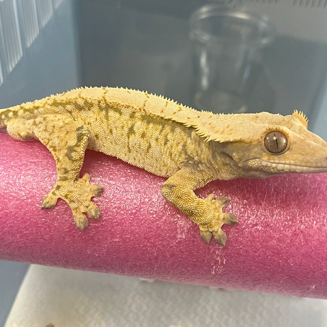 익스트림할리퀸 트라이