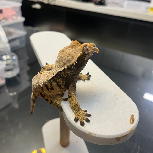 익스트림할리퀸