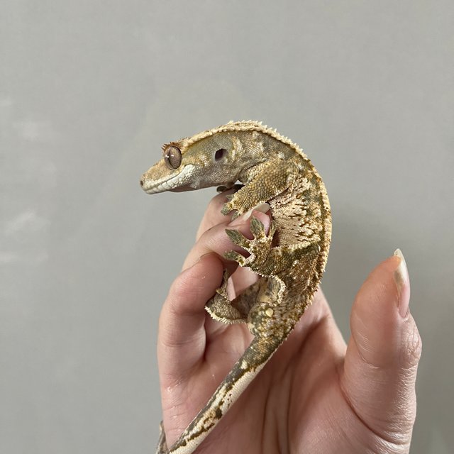 트라이 익스트림할리퀸