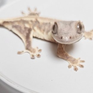 릴리화이트 트라이