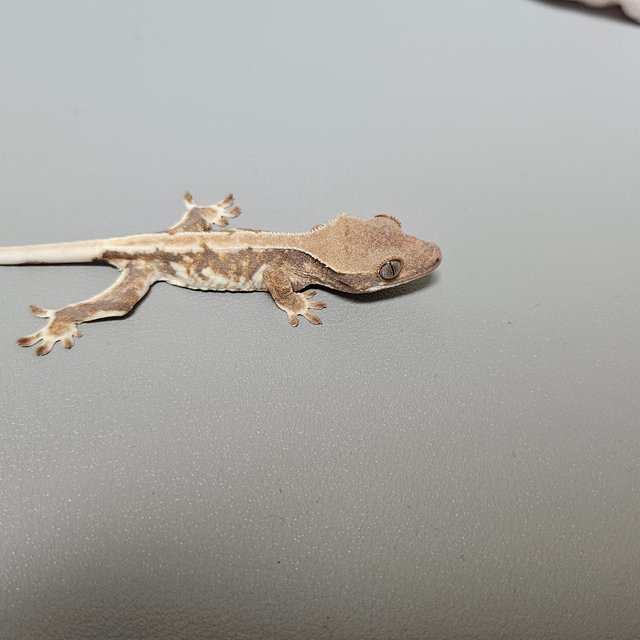 트라이 릴리화이트