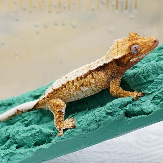 레이지 화이트 트라이
