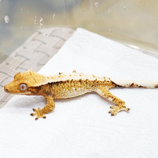 레이지 화이트 트라이