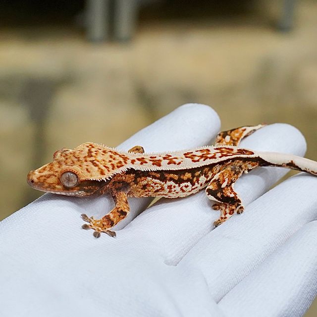 레이지 화이트 트라이