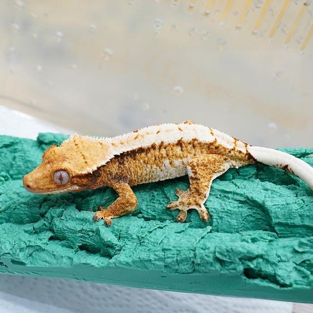 레이지 화이트 트라이