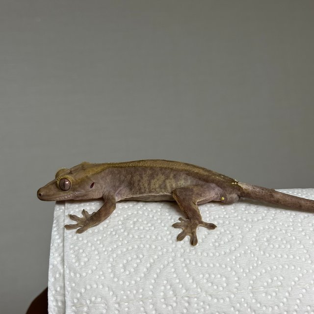 카푸치노 챠콜 팬텀