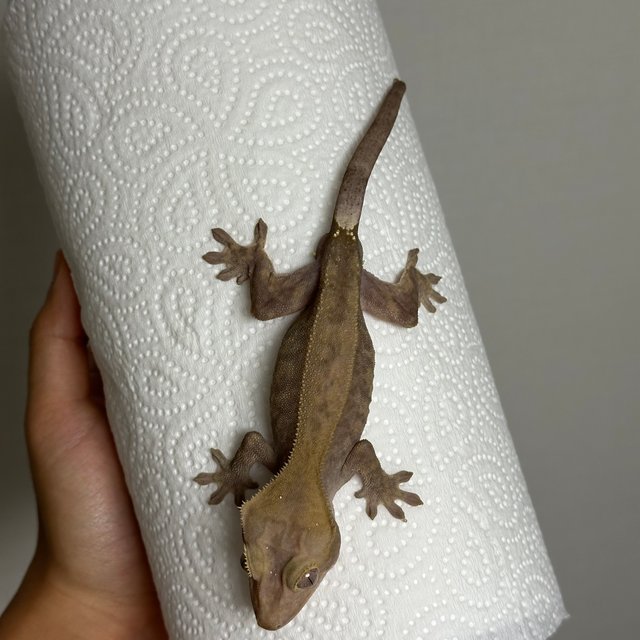 카푸치노 챠콜 팬텀