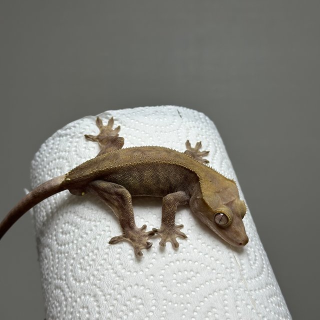 카푸치노 챠콜 팬텀