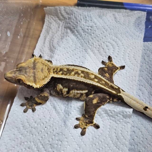 슈퍼스트라이프 엠티백 쿼드