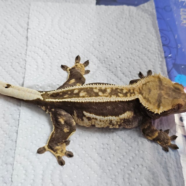 슈퍼스트라이프 엠티백 쿼드