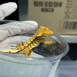 눈x타