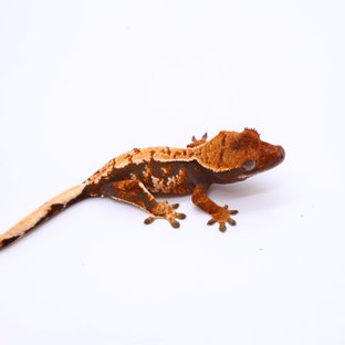 텐저린 트라이 익스트림할리퀸