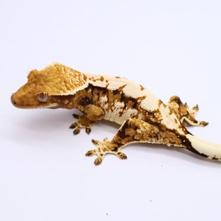 트라이 익스트림할리퀸