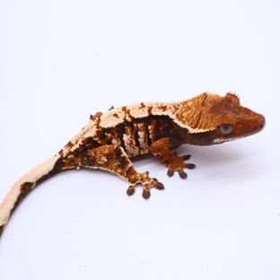 텐저린 트라이 익스트림할리퀸