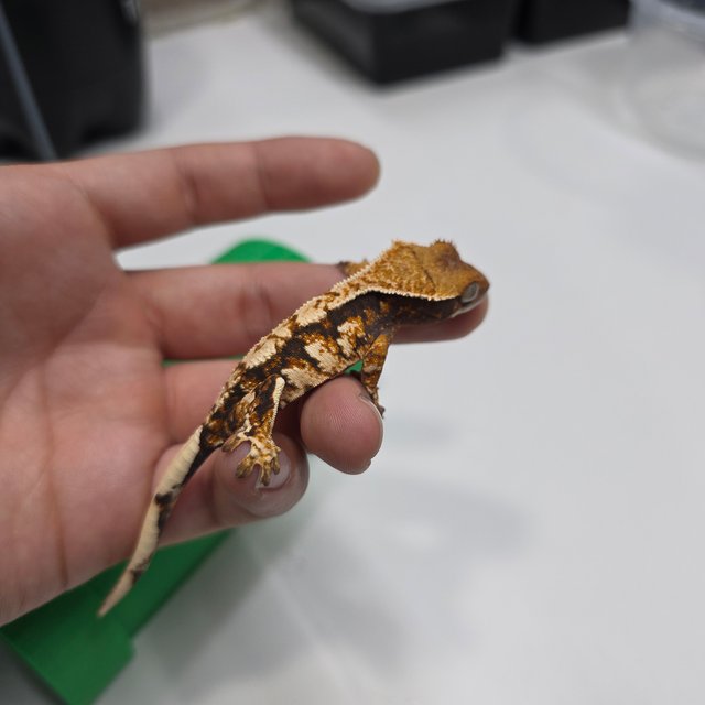 텐저린 트라이 익스트림할리퀸