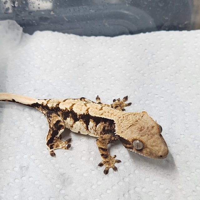 트라이 익스트림할리퀸