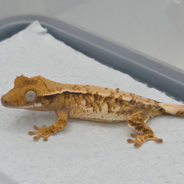 트라이 익스트림할리퀸