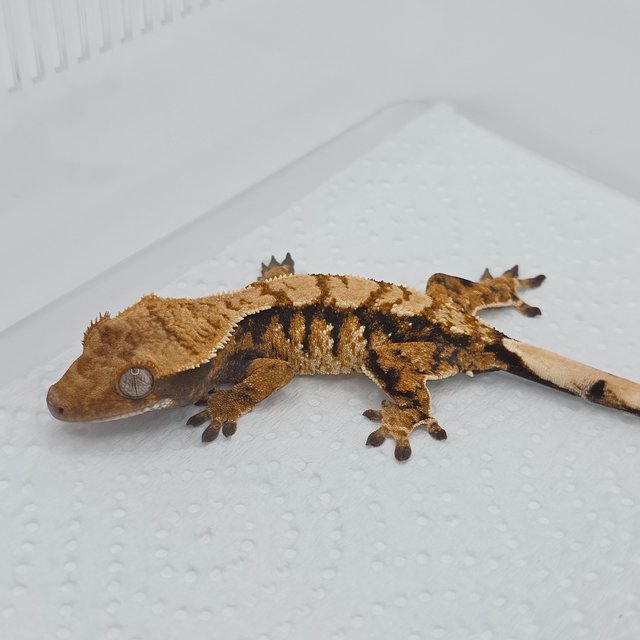 트라이 익스트림할리퀸