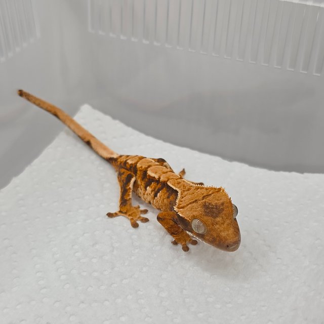 트라이 익스트림할리퀸