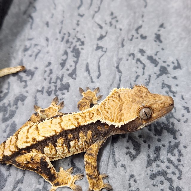 트라이 익스트림할리퀸