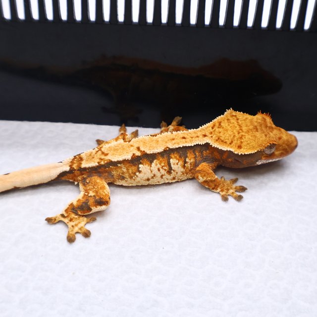 트라이 익스트림할리퀸