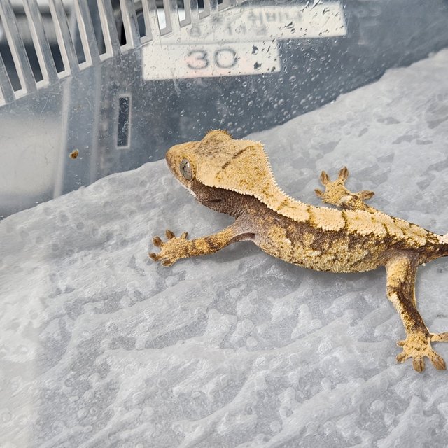 트라이 익스트림할리퀸