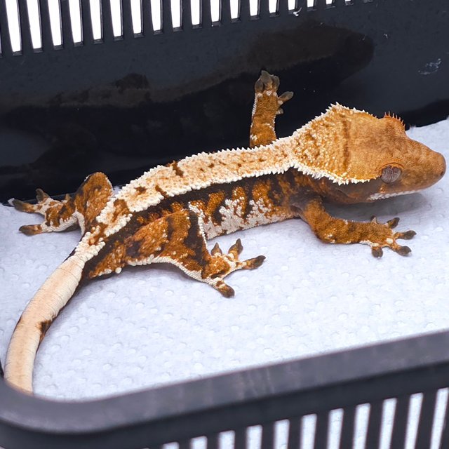 텐저린 트라이 익스트림할리퀸