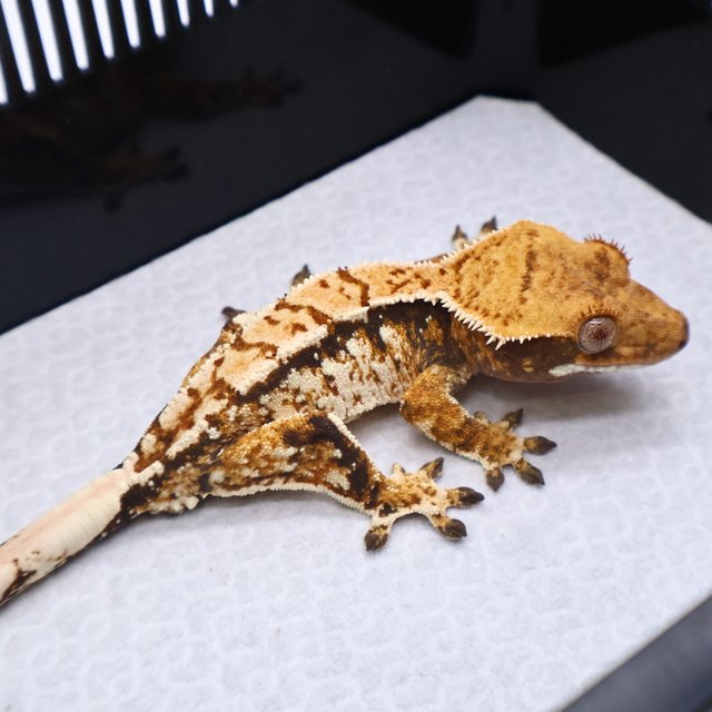 트라이 화이트스팟