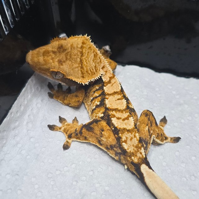 트라이 익스트림할리퀸